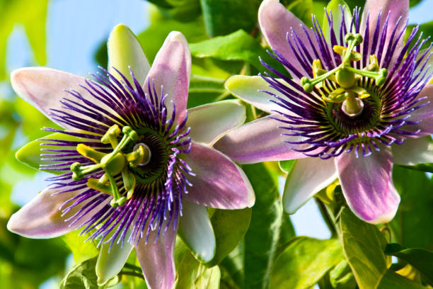 Passion flower for female libido
