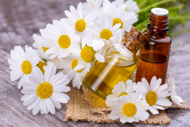 Roman Chamomile Oils That Help Speed Up Your Metabolism