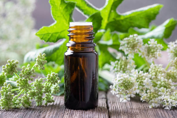 How Much Angelica Root Extract Should I Take?